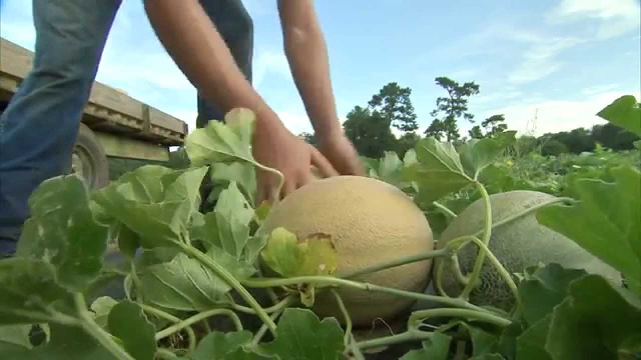 Cantaloupe - Harvesting