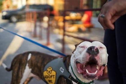 Happy dog in vest smiles on leash, ready for adoption.