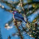 house sparrow branch