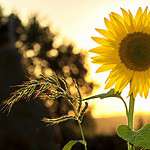 Chilliwack Sunflower Festival