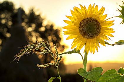 Chilliwack Sunflower Festival