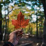 Indian Population In Canada