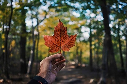 Indian Population In Canada