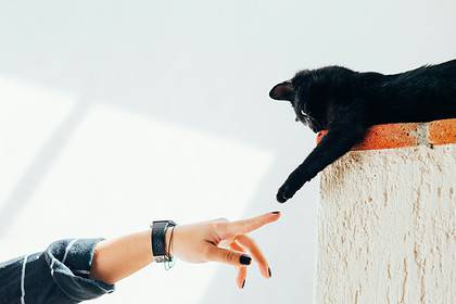 Animal Hospitals