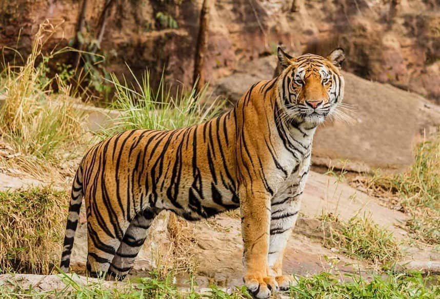 Majestic tiger standing in natural habitat.