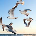 Gulls