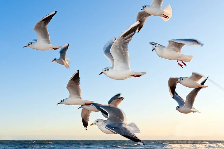 Gulls