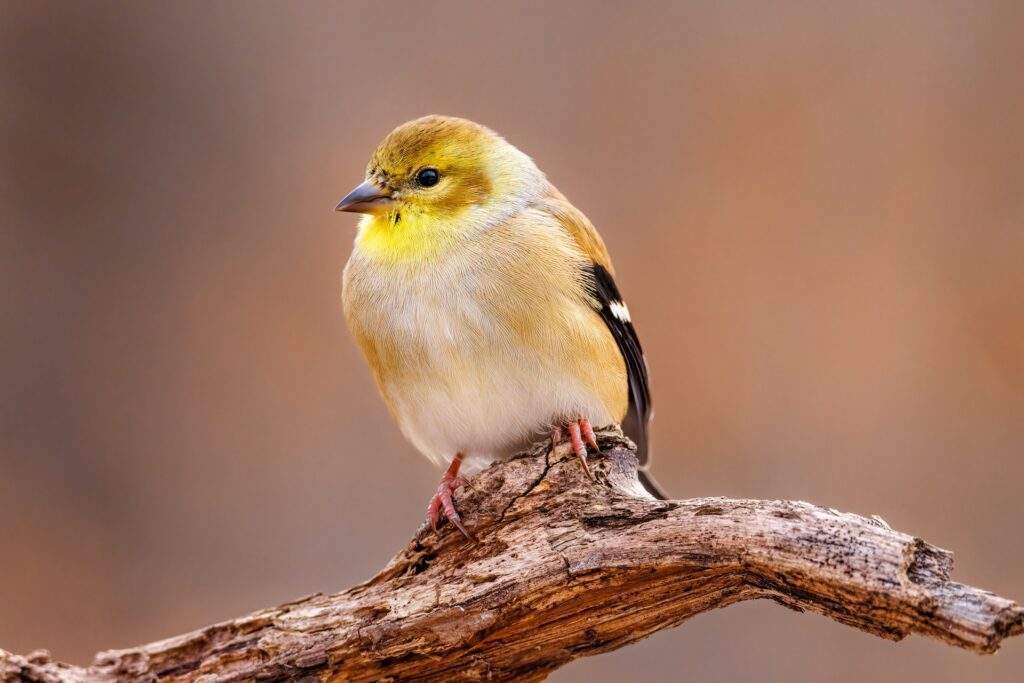 American Goldfinch