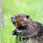 Canadian beaver in natural habitat, wildlife photography