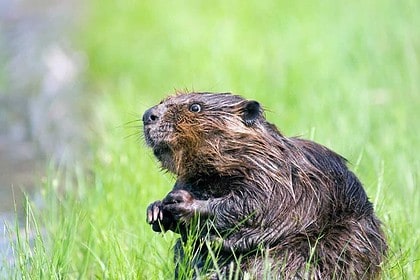 Canadian beaver in natural habitat, wildlife photography