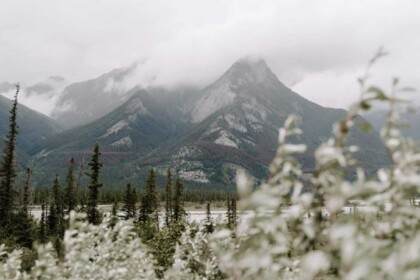 Majestic mountain peaks behind flowering meadow scenery.
