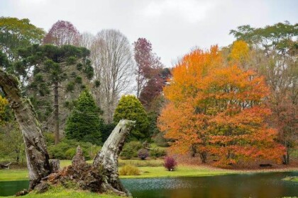 Scenic autumn foliage by serene pond in Turkey Point Park.