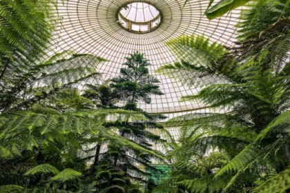 Lush greenery inside a dome conservatory.