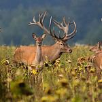 Red deer herd with prominent stags during rut in meadow.