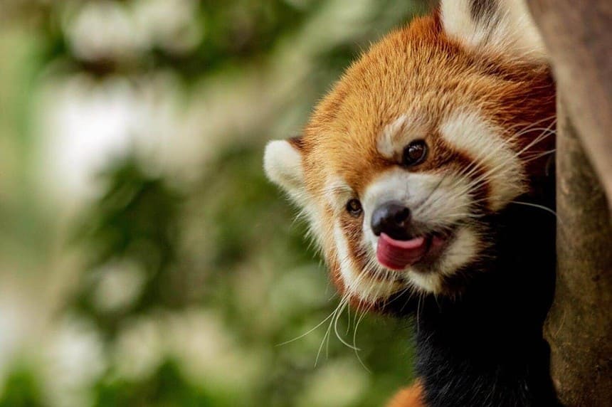 Close-up of a red pandas face at a zoo.