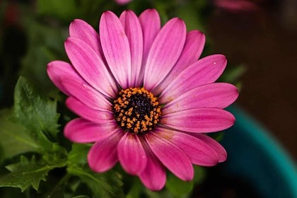 Vibrant Pink Flower, Calgary Botanical Garden