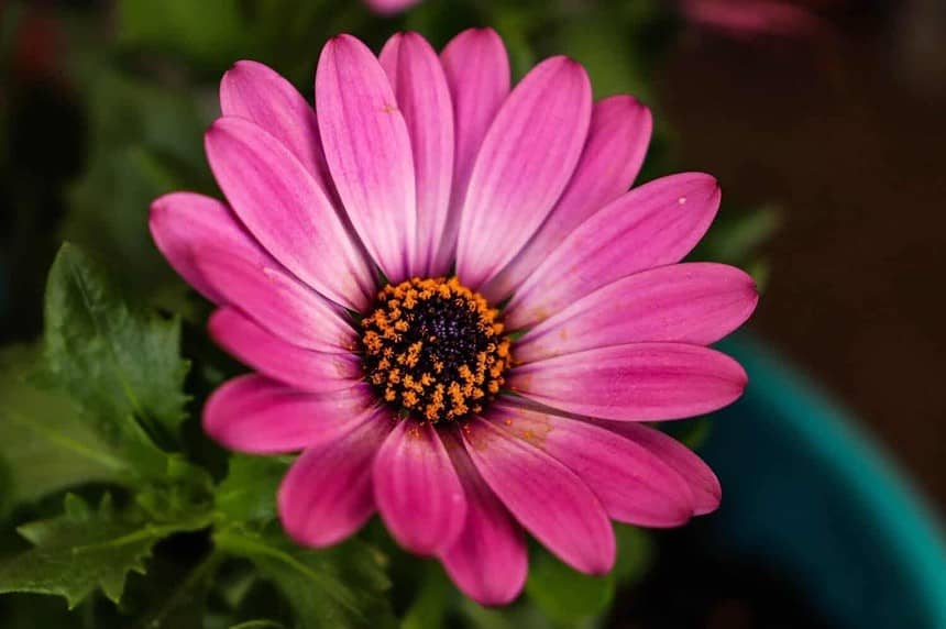Vibrant Pink Flower, Calgary Botanical Garden