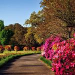 Scenic pathway with blooming flowers in park