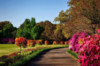 Scenic pathway with blooming flowers in park