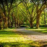 Peaceful sun-dappled walking path in lush green park.