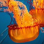 Jellyfish exhibit at Vancouver Aquarium with vibrant colors.