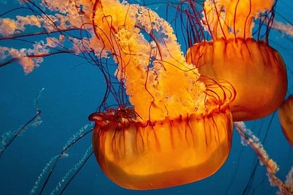 Jellyfish exhibit at Vancouver Aquarium with vibrant colors.