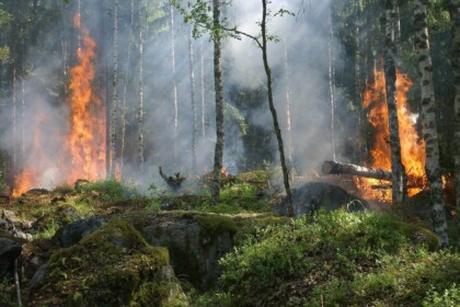Wildfire blazing through a dense forest.