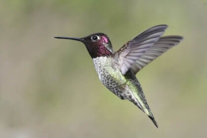Annas hummingbird in mid-flight against a blurred natural background.