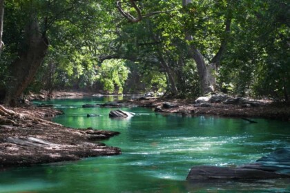 Serene river flowing through a lush green forest.