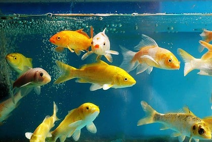 Colorful tropical fish swimming in aquarium tank.