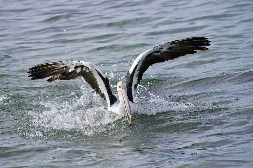 Pelican gracefully landing on water surface.