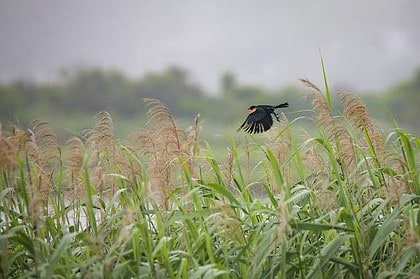 Red-winged blackbird flying over green field