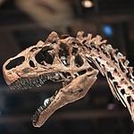 Tyrannosaurus Rex Skeleton Exhibit at Canadian Museum