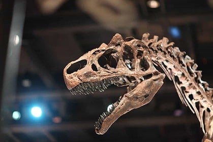 Tyrannosaurus Rex Skeleton Exhibit at Canadian Museum