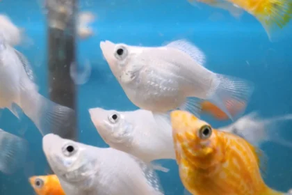 Colorful Molly Fish in Mississauga Aquarium Display