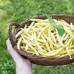 Fresh yellow wax beans in a basket outdoors.