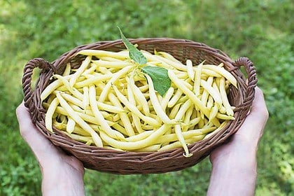 Fresh yellow wax beans in a basket outdoors.