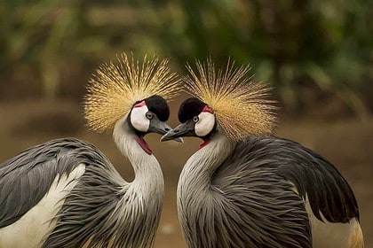 Two grey crowned cranes in a courtship dance.