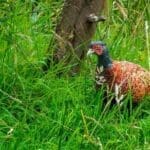 Wild pheasant in natural grassy habitat.