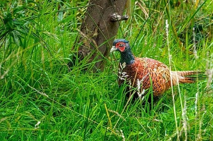 Wild pheasant in natural grassy habitat.
