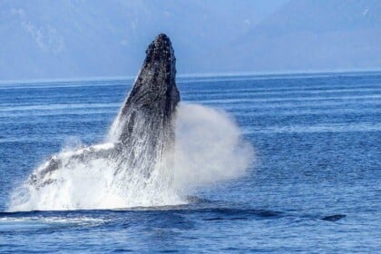 Humpback whale breaching in Vancouver waters.