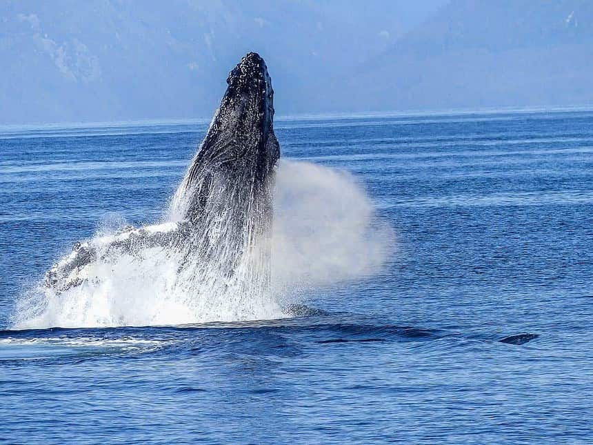 Humpback whale breaching in Vancouver waters.