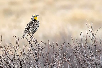 Western Meadowlark perched in natural grassland habitat
