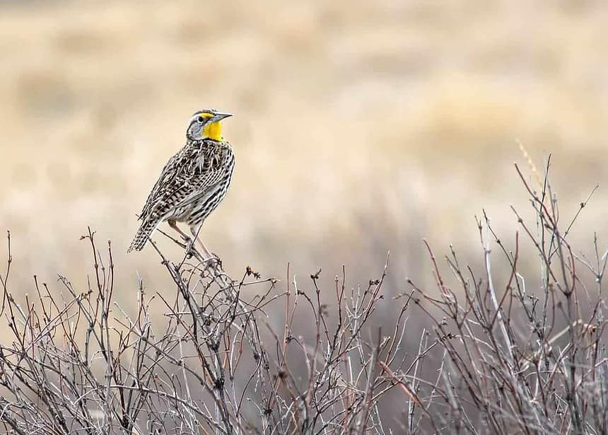 Western Meadowlark perched in natural grassland habitat