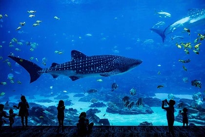 Whale shark swimming in a large aquarium with spectators.