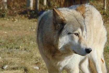 Wolfdog standing in Cochrane sanctuary, Alberta.
