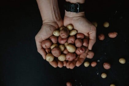 Hands cradling fresh small potatoes on dark background.