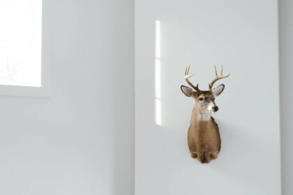 Deer head taxidermy on white wall decor.