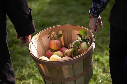 Freshly picked apples in a basket, autumn activity.
