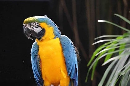 Blue and yellow macaw at Bloedel Conservatory, Vancouver.